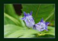 Gentiana asclepiadea